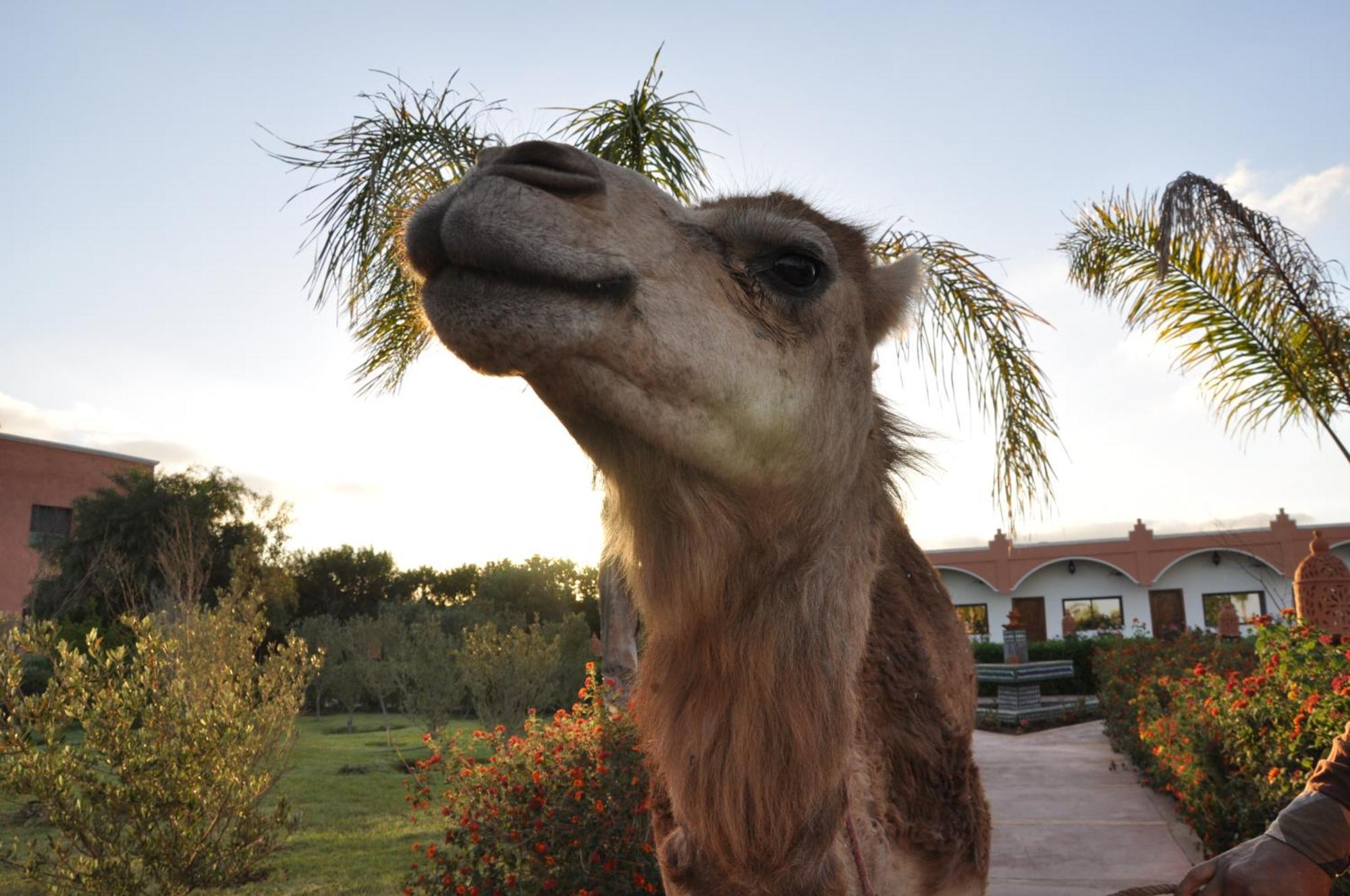 Riad Hamdani Derroua Exteriér fotografie
